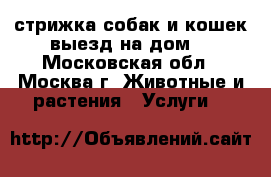 стрижка собак и кошек.выезд на дом. - Московская обл., Москва г. Животные и растения » Услуги   